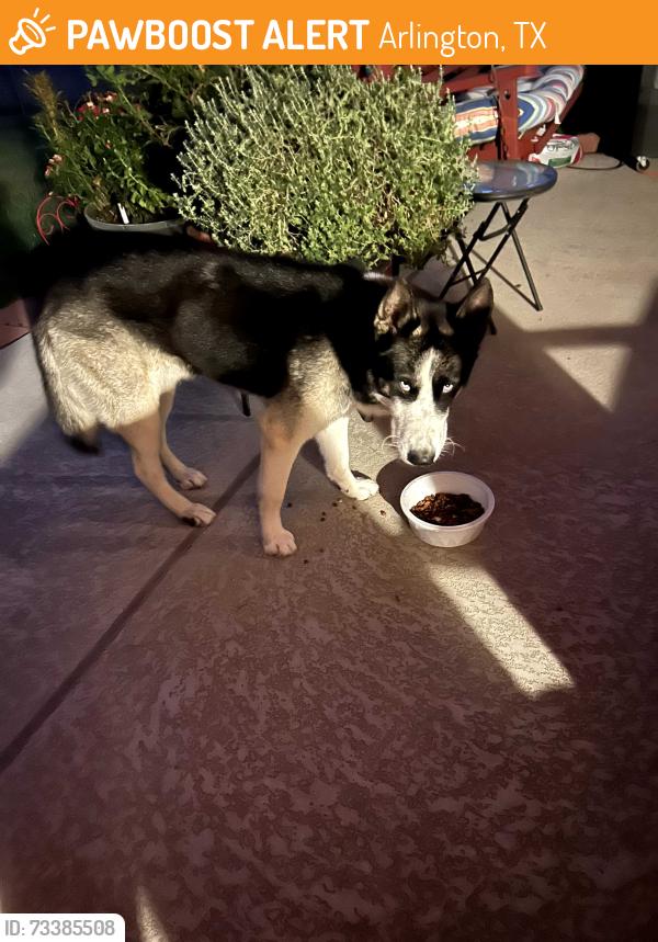 Found/Stray Male Dog last seen Target Burleson tx, Burleson, TX 76028