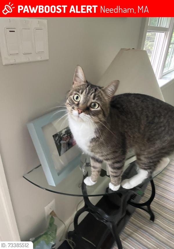 Lost Male Cat last seen Bancroft street, Needham, MA 02492