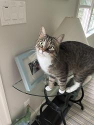 Lost Male Cat last seen Bancroft street, Needham, MA 02492