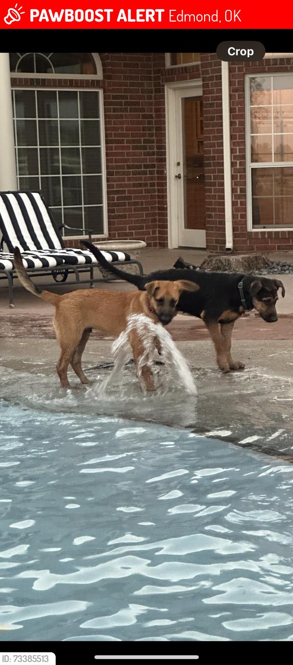 Lost Male Dog last seen MacArthur and sorghum mills es, Edmond, OK 73025