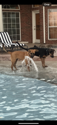Lost Male Dog last seen MacArthur and sorghum mills es, Edmond, OK 73025
