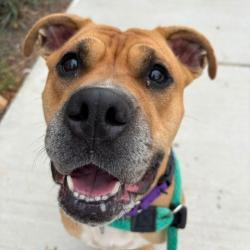 Shelter Stray Female Dog last seen , Animal Care & Control Team of Philly, 111 W Hunting Park Ave, Philadelphia, PA 19140, USA