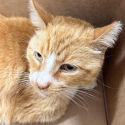 Shelter Stray Male Cat last seen , 124 Evergreen Ave, Newark, NJ 07114, USA