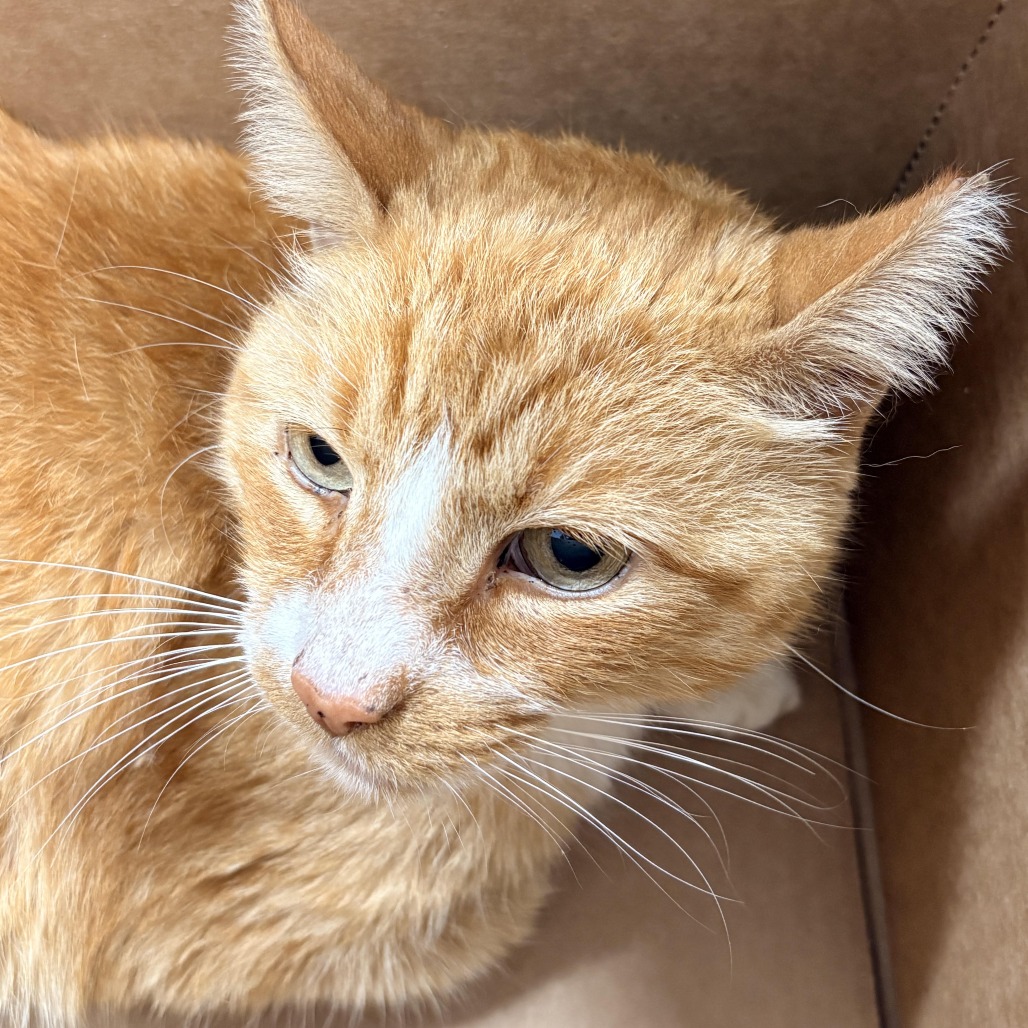 Shelter Stray Male Cat last seen , 124 Evergreen Ave, Newark, NJ 07114, USA
