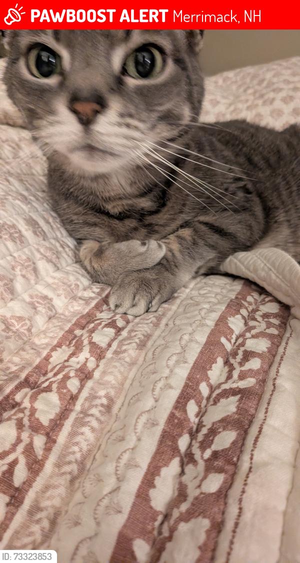 Lost Male Cat last seen Near Indian rock road Merrimack NH, Merrimack, NH 03054
