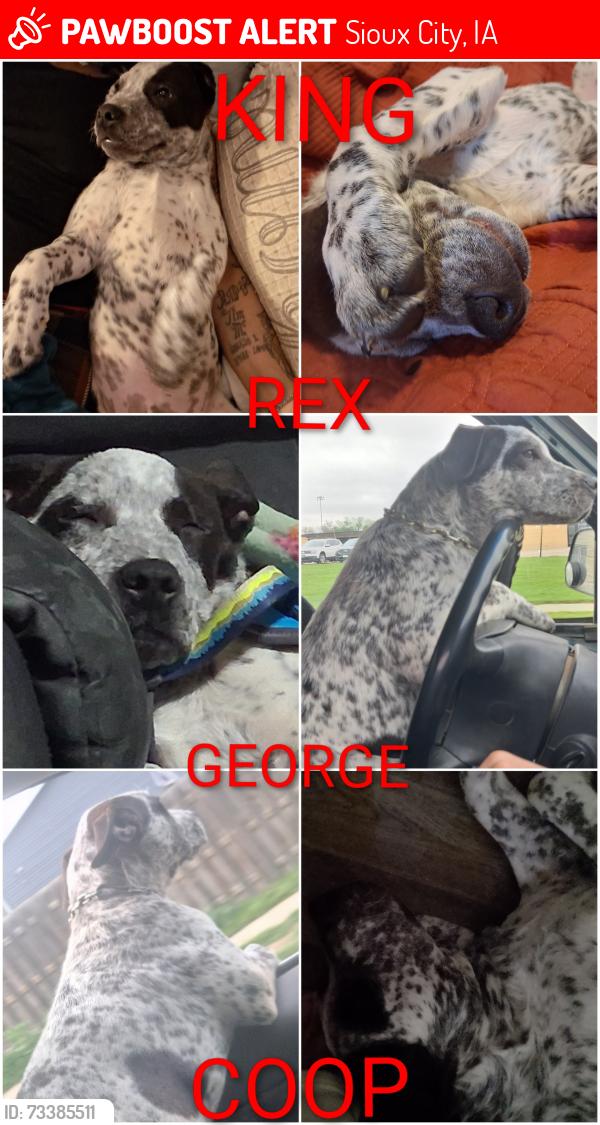 Lost Male Dog last seen Alice nd Gordon dr. , Gordon drive Plaza, Sioux City, IA 51105