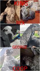 Lost Male Dog last seen Alice nd Gordon dr. , Gordon drive Plaza, Sioux City, IA 51105