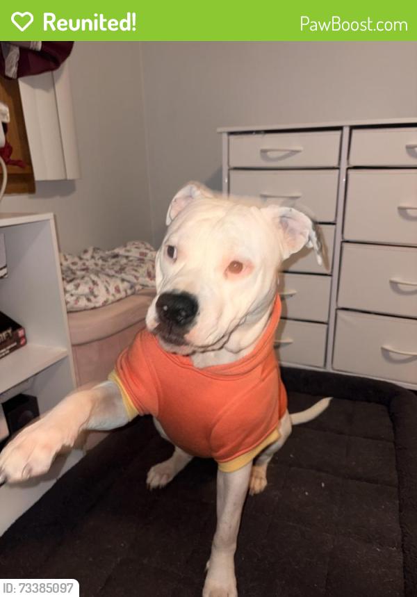 Reunited Female Dog last seen Laramie ave, Chicago, IL 60638