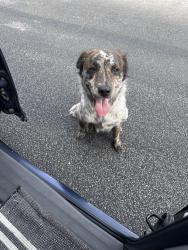 Found/Stray Male Dog last seen Huntlane & El sendero neighborhood, San Antonio, TX 78245
