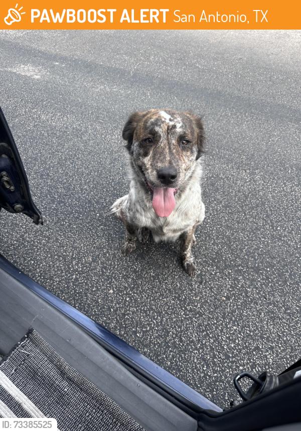 Found/Stray Male Dog last seen Huntlane & El sendero neighborhood, San Antonio, TX 78245