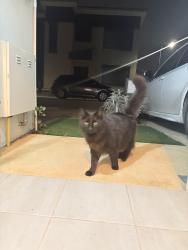 Found/Stray Male Cat last seen Wyong crescent Andrew farm, Andrews Farm, SA 5114