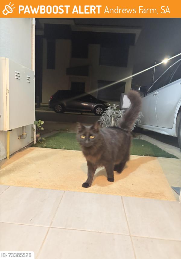 Found/Stray Male Cat last seen Wyong crescent Andrew farm, Andrews Farm, SA 5114