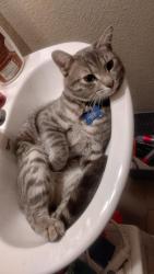 Lost Male Cat last seen Pebble and El Capitan, Enterprise, NV 89148