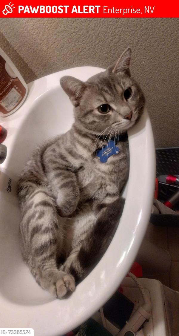 Lost Male Cat last seen Pebble and El Capitan, Enterprise, NV 89148