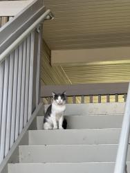 Found/Stray Unknown Cat last seen The Collins apmts, Socastee, SC 29588