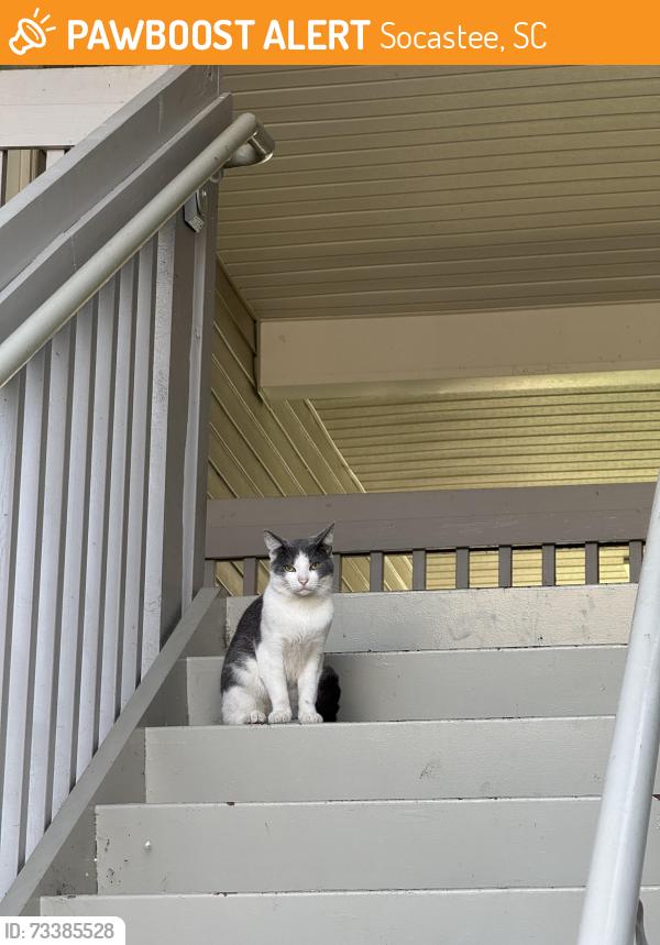 Found/Stray Unknown Cat last seen The Collins apmts, Socastee, SC 29588