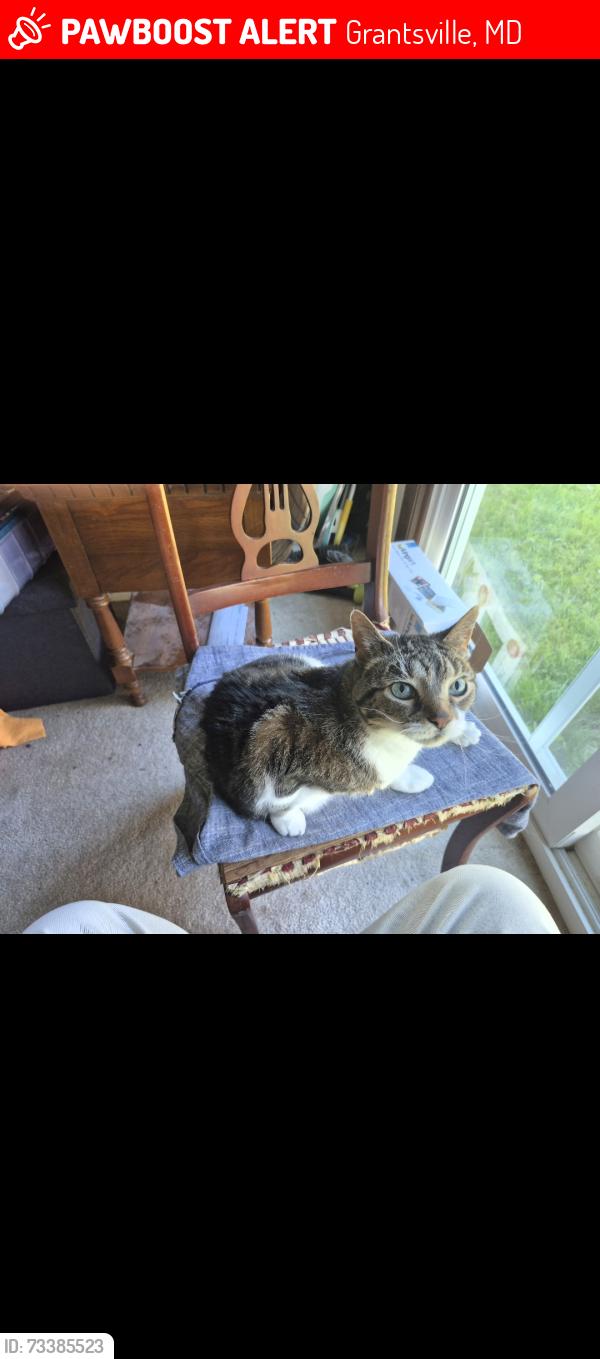 Lost Male Cat last seen Near south, Grantsville, MD 21536