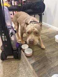 Found/Stray Female Dog last seen Intersection between Cleveland Ave and E Blake Ave, Columbus, OH 43224