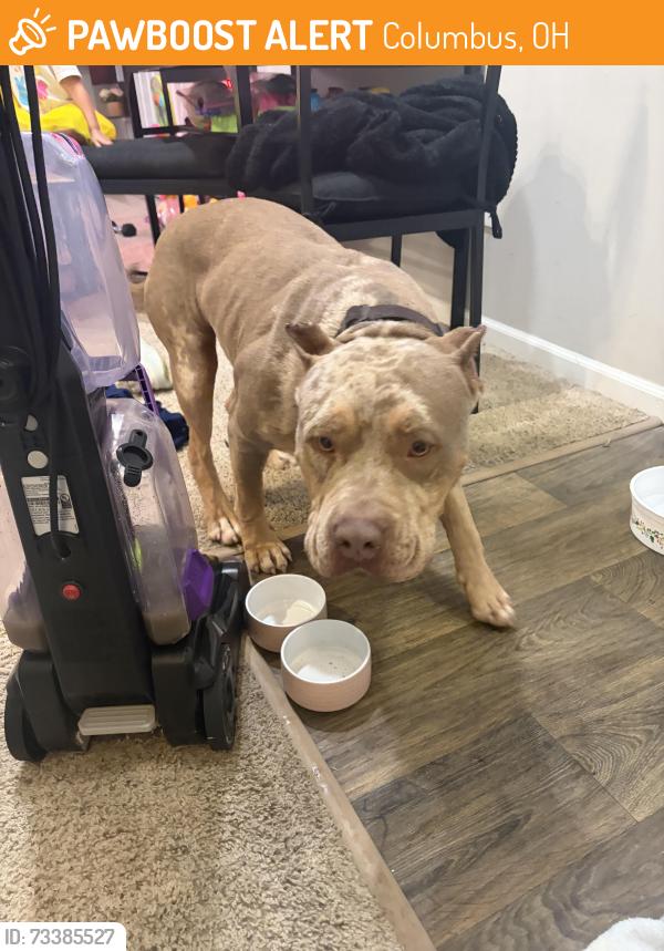 Found/Stray Female Dog last seen Intersection between Cleveland Ave and E Blake Ave, Columbus, OH 43224