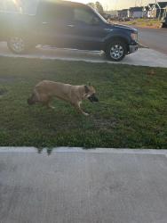 Found/Stray Female Dog last seen Turret bend way, Montgomery County, TX 77378