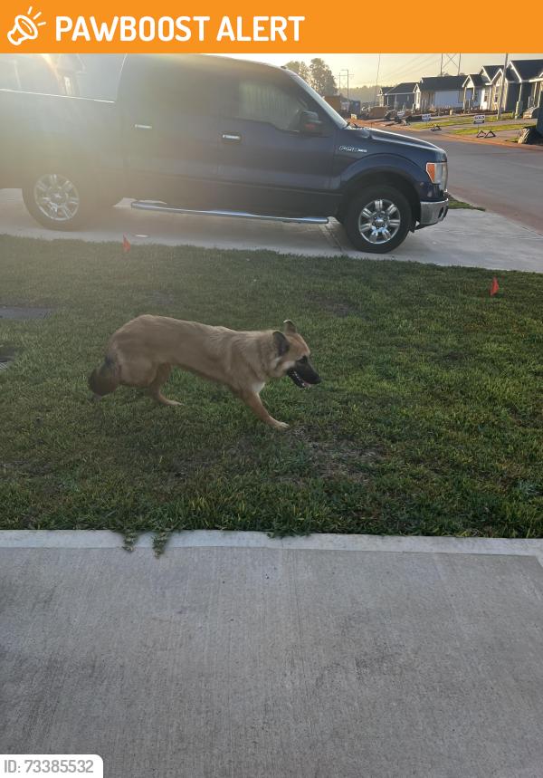 Found/Stray Female Dog last seen Turret bend way, Montgomery County, TX 77378