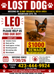 Lost Male Dog last seen Slemp branch, Mountain City, TN 37683