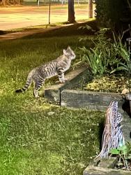 Found/Stray Unknown Cat last seen 77th and Oklahoma Ave, Milwaukee, WI 53219