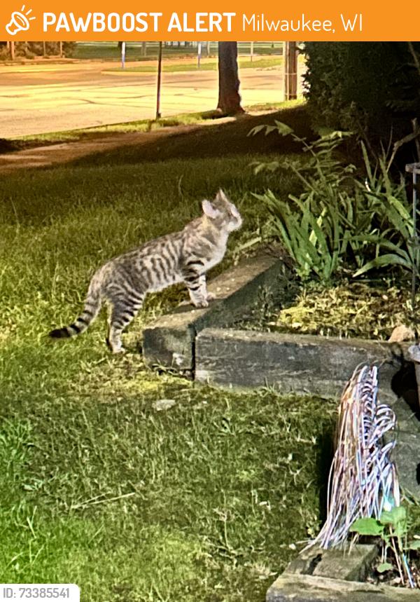Found/Stray Unknown Cat last seen 77th and Oklahoma Ave, Milwaukee, WI 53219
