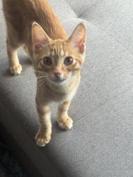 Lost Male Cat last seen Mount Vernon and st clair, Columbus, OH 43203