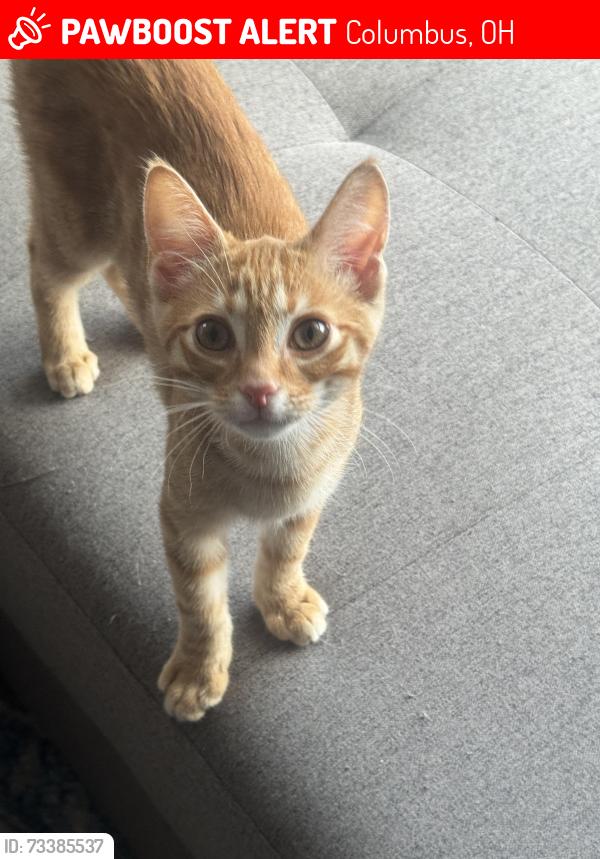 Lost Male Cat last seen Mount Vernon and st clair, Columbus, OH 43203