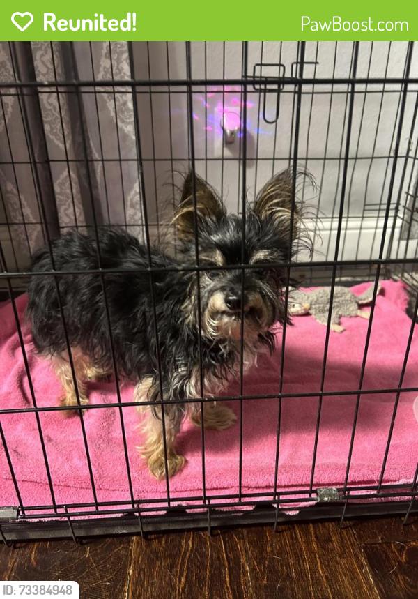 Reunited Male Dog last seen Alsbury Dr, near The Heights Church, Burleson, TX 76028