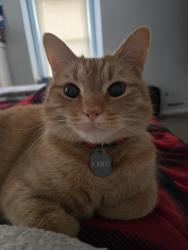 Lost Male Cat last seen Ashley Street, West Springfield, MA 01089