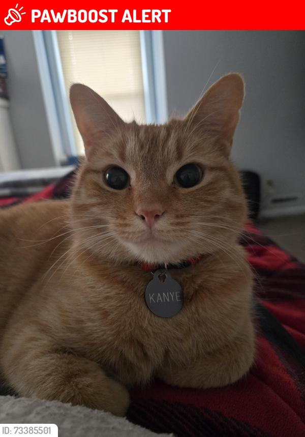 Lost Male Cat last seen Ashley Street, West Springfield, MA 01089