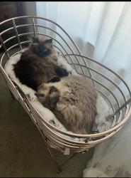 Lost Male Cat last seen Ryan’s run West, Maple Shade, NJ 08052