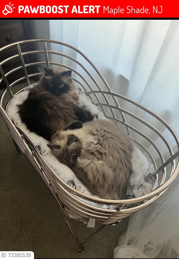 Lost Male Cat last seen Ryan’s run West, Maple Shade, NJ 08052