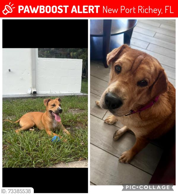 Lost Male Dog last seen Jenner and Mitchell, New Port Richey, FL 34655