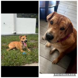 Lost Male Dog last seen Jenner and Mitchell, New Port Richey, FL 34655