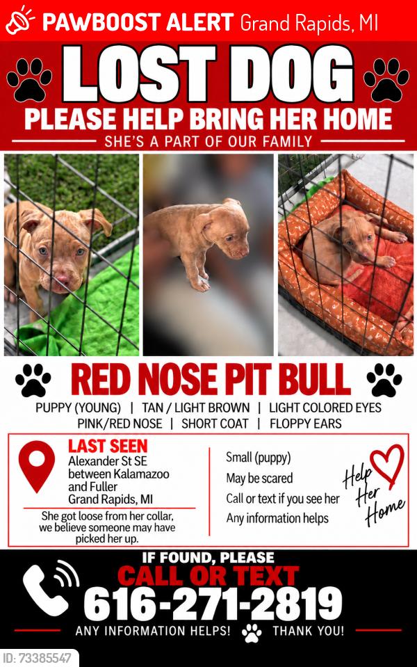 Lost Female Dog last seen Kalamazoo and Alexander Grand Rapids mi, Grand Rapids, MI 49506