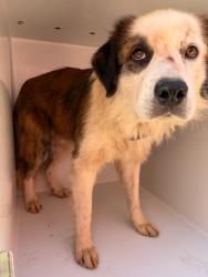 Shelter Stray Male Dog last seen Midwest City, 8485 E Reno Ave, Midwest City, OK 73110, USA