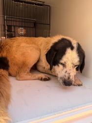 Shelter Stray Male Dog last seen Midwest City, 8485 E Reno Ave, Midwest City, OK 73110, USA
