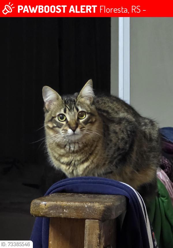 Lost Female Cat last seen Shopping total, Floresta, RS 90220-190