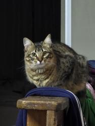 Lost Female Cat last seen Shopping total, Floresta, RS 90220-190