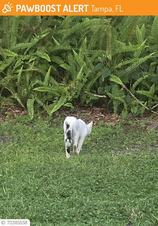 Found/Stray Unknown Cat last seen Ashwood dr., Tampa, FL 33613