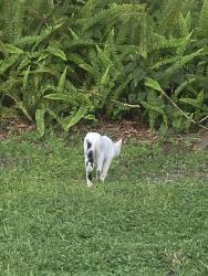 Found/Stray Unknown Cat last seen Ashwood dr., Tampa, FL 33613