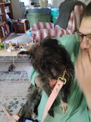 Reunited Unknown Dog last seen Lougeay, Pittsburgh, PA 15235