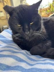 Lost Male Cat last seen 2nd and Ivy, San Diego, CA 92101