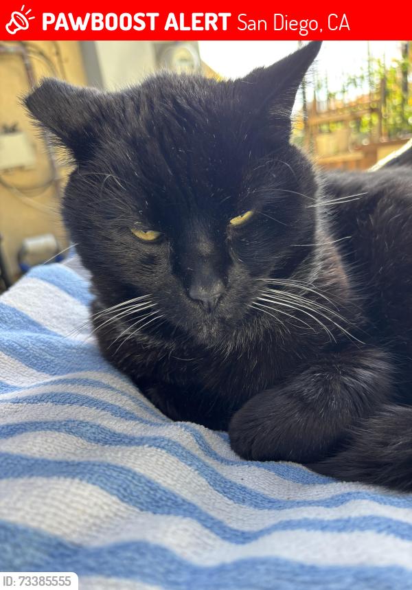 Lost Male Cat last seen 2nd and Ivy, San Diego, CA 92101