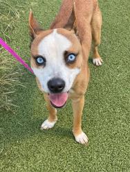 Shelter Stray Male Dog last seen Near GREEN VALLEY RD, FAYETTEVILLE NC 28301, 4704 Corporation Dr, Fayetteville, NC 28306, USA