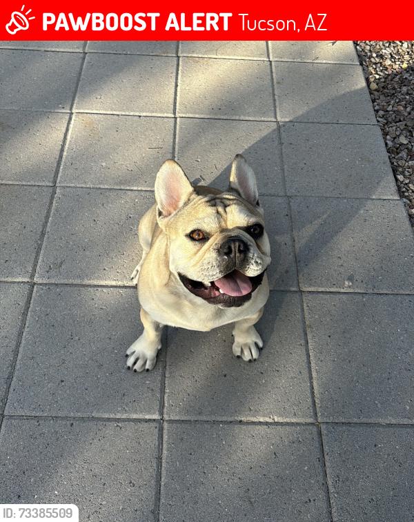 Lost Male Dog last seen Westover verdea roja, Tucson, AZ 85746