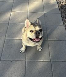 Lost Male Dog last seen Westover verdea roja, Tucson, AZ 85746